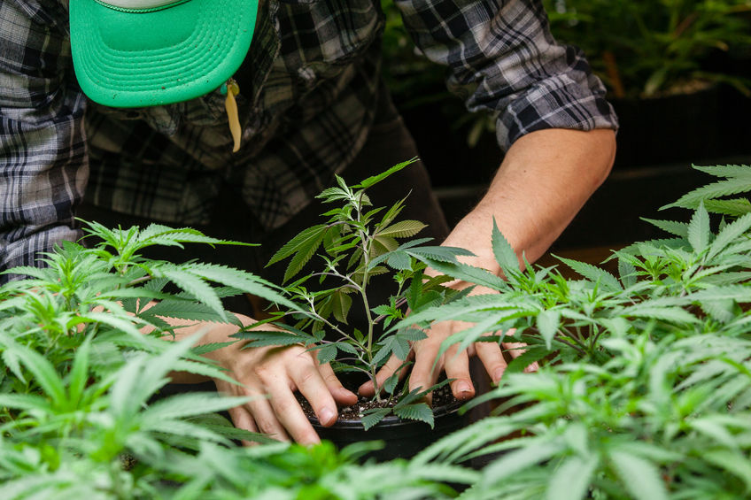 marijuana farmer