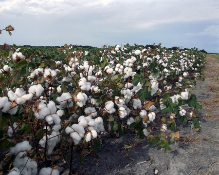 cotton field