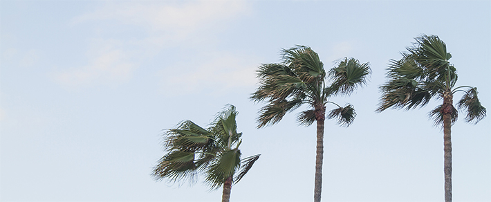 palms swaying in strong wind