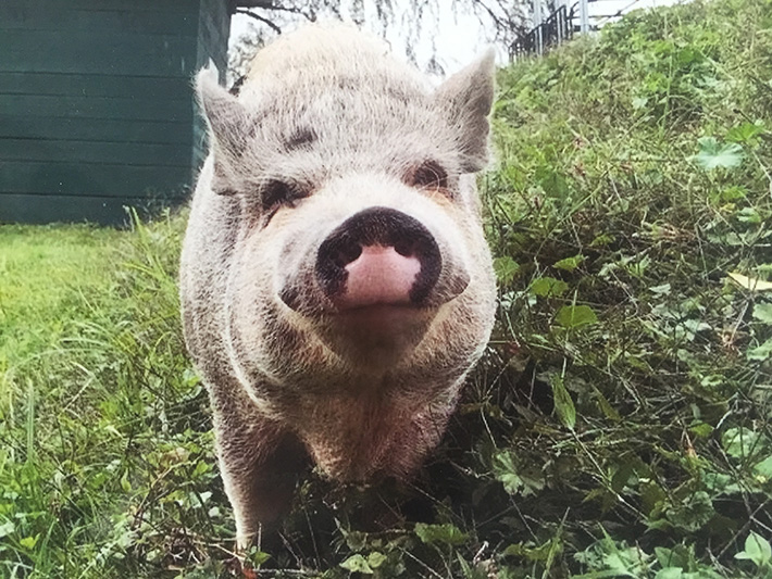 Sister Mary Frances - deBanked Pig