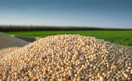 soybean harvest